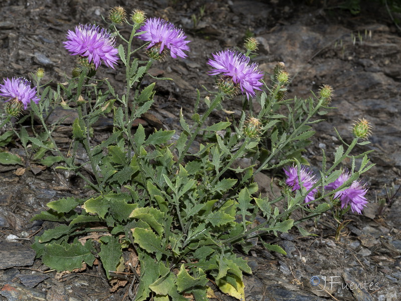 Centaurea malacitana.33