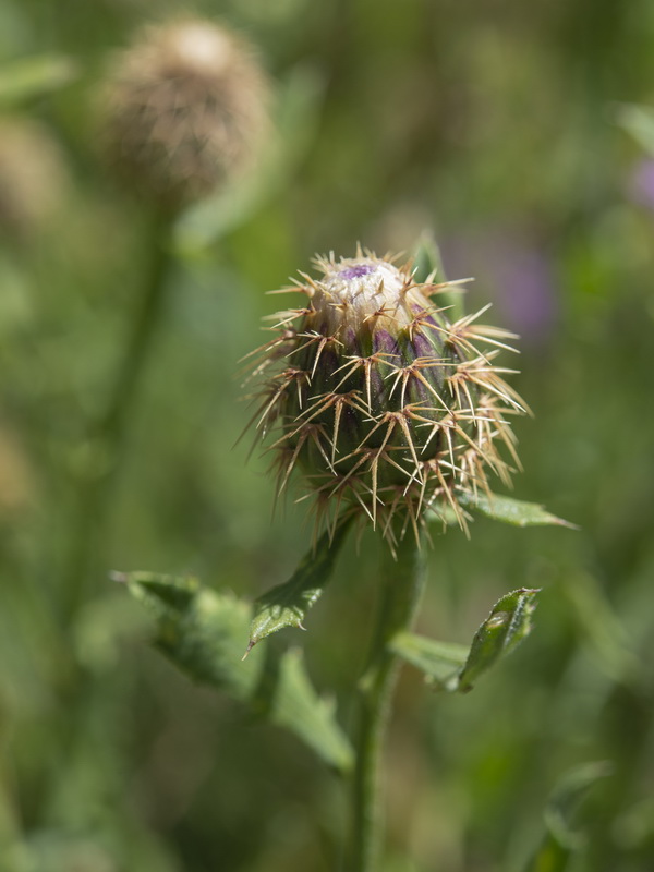 Centaurea malacitana.39