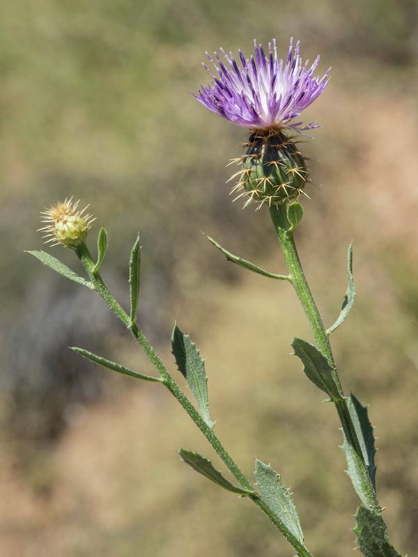 Centaurea malacitana.40