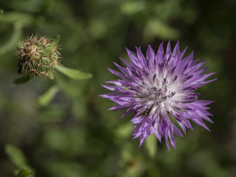 Centaurea malacitana.44