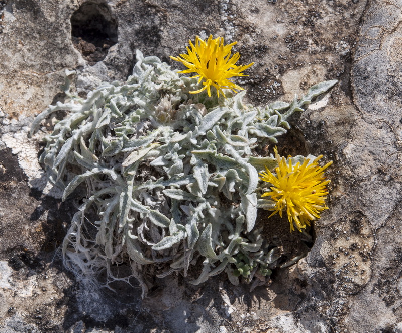 Centaurea mariana.01