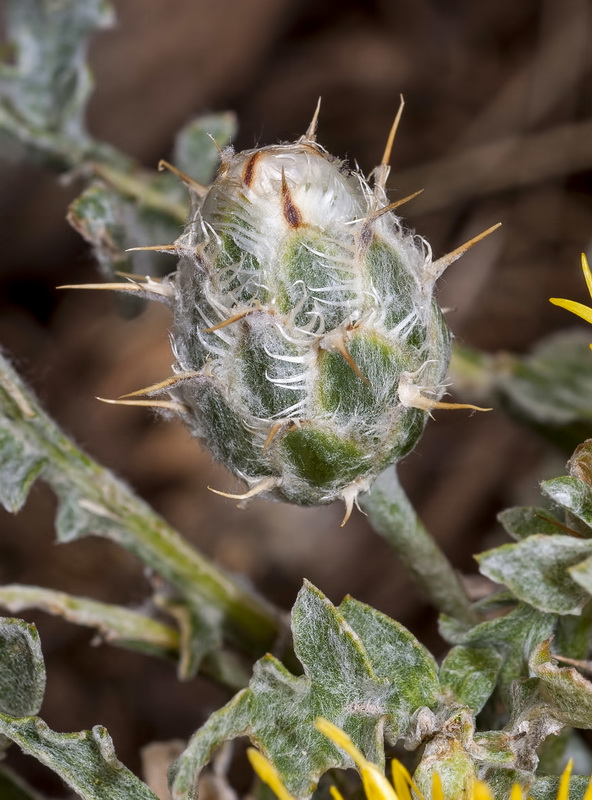 Centaurea mariana.04