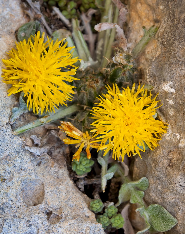 Centaurea mariana.06