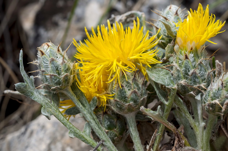 Centaurea mariana.07