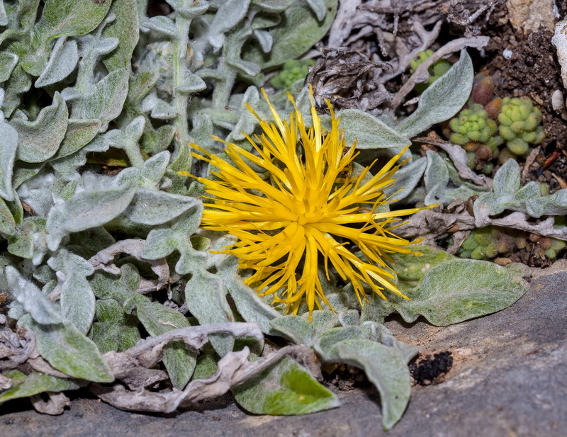 Centaurea mariana.08