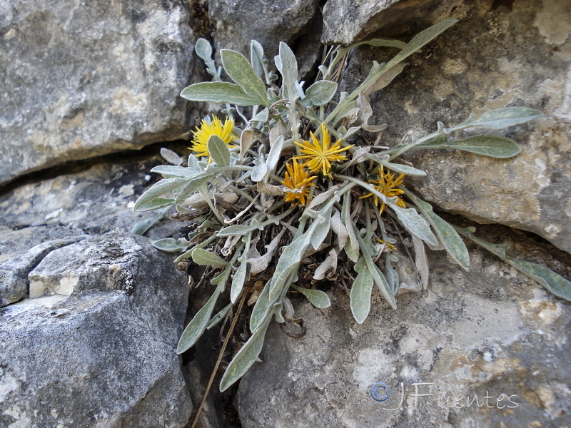 Centaurea mariana.09