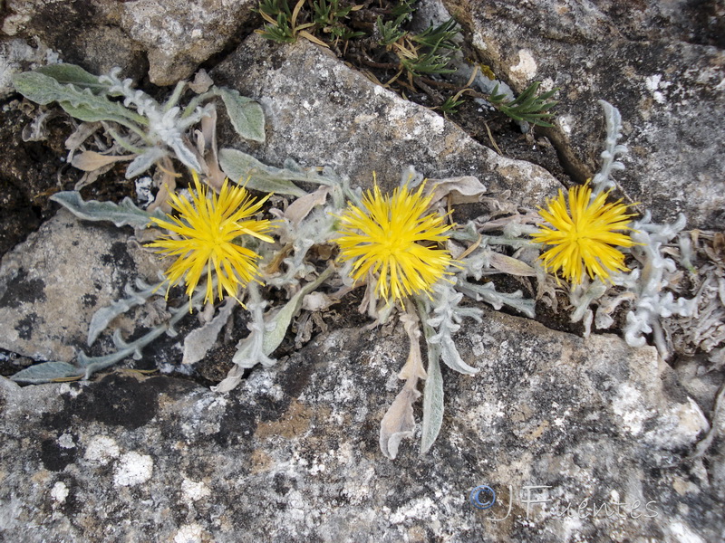 Centaurea mariana.11