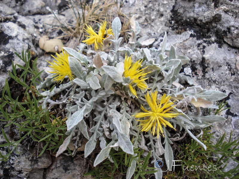 Centaurea mariana.12