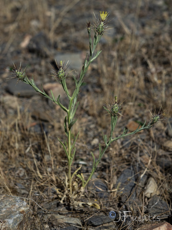 Centaurea maroccana.01