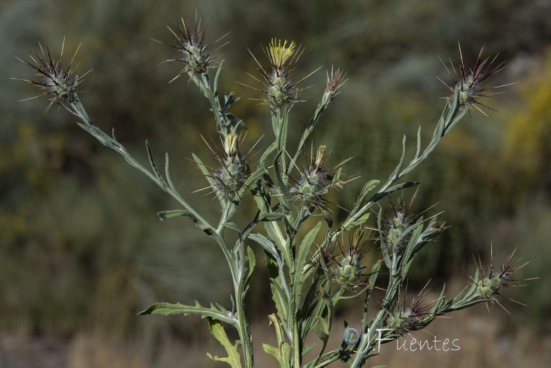 Centaurea maroccana.02