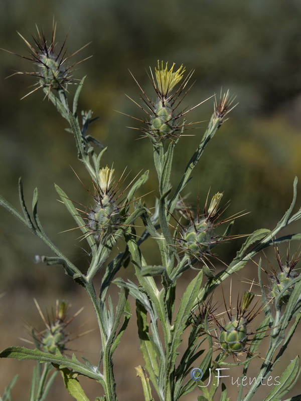 Centaurea maroccana.03