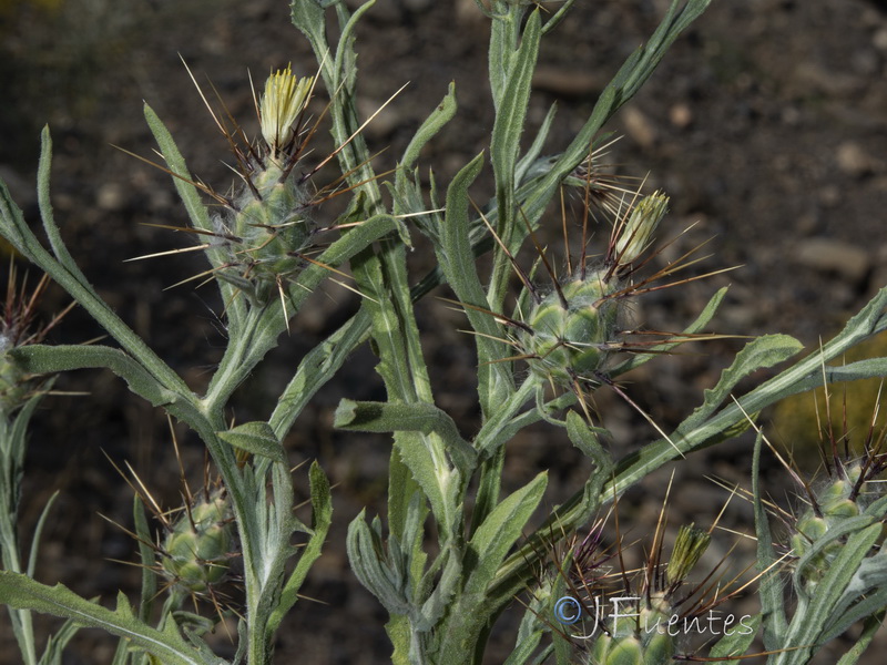 Centaurea maroccana.04