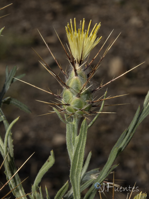 Centaurea maroccana.06