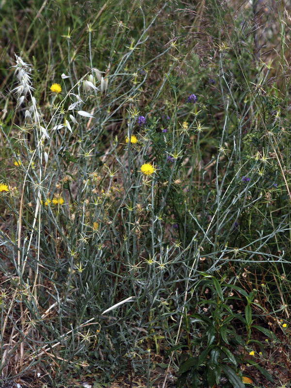 Centaurea melitensis.02