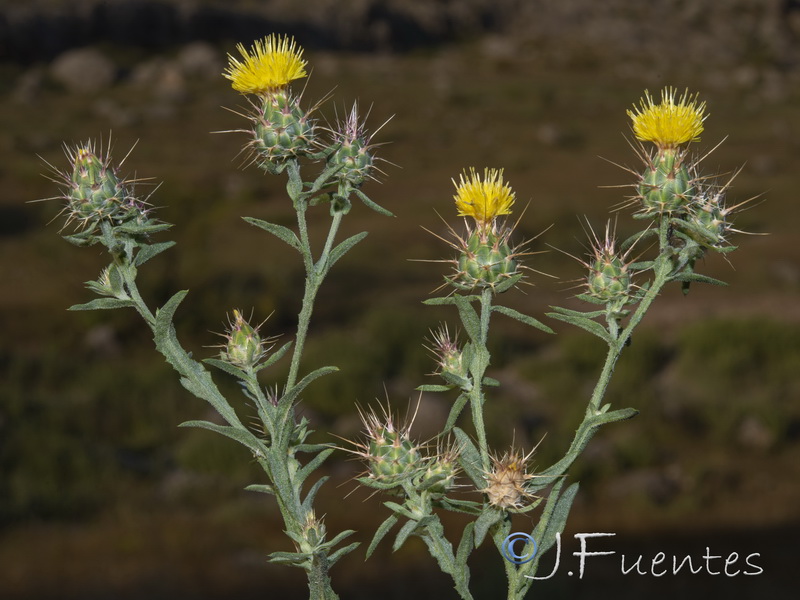 Centaurea melitensis.23