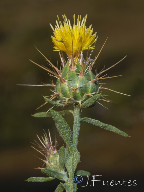 Centaurea melitensis.03