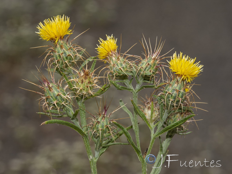 Centaurea melitensis.09