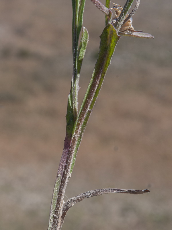 Centaurea melitensis.12