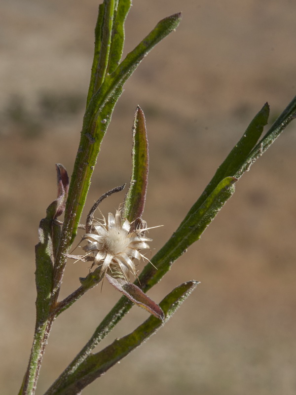 Centaurea melitensis.15