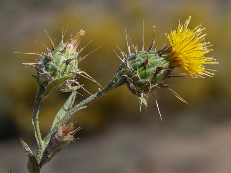 Centaurea melitensis.19