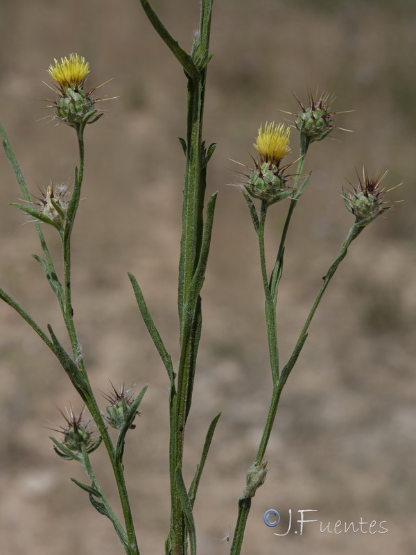 Centaurea melitensis.26