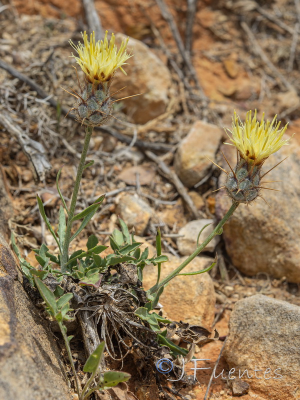 Centaurea molesworthiae.02