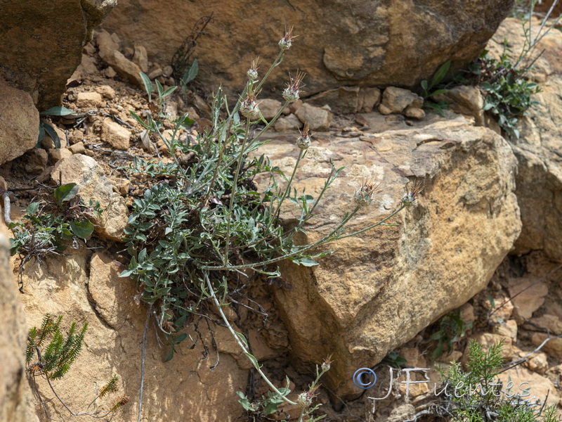 Centaurea molesworthiae.03