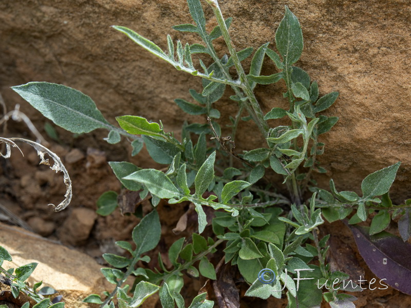 Centaurea molesworthiae.04