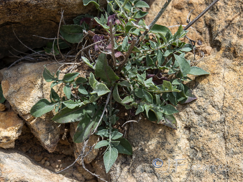 Centaurea molesworthiae.05