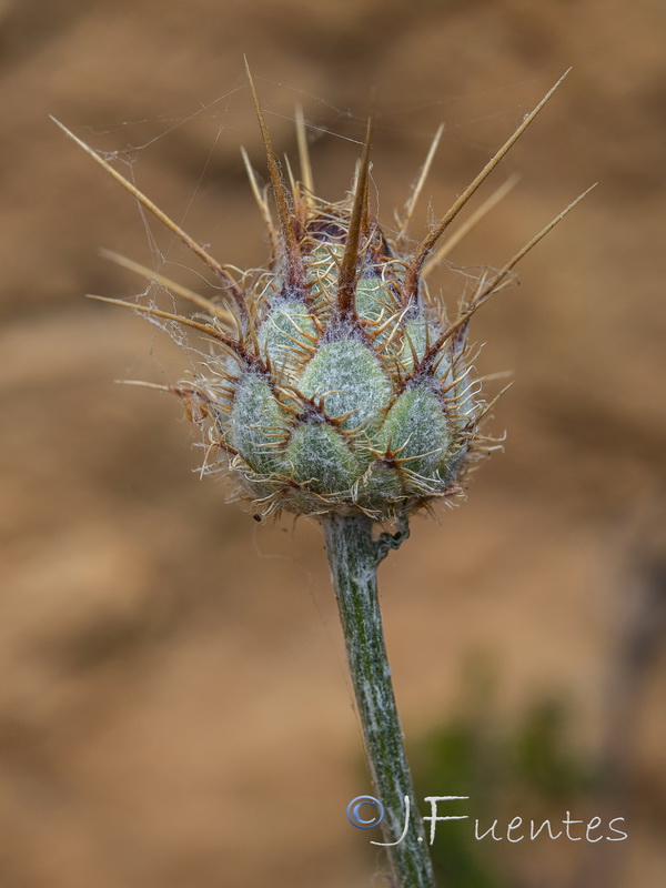 Centaurea molesworthiae.06