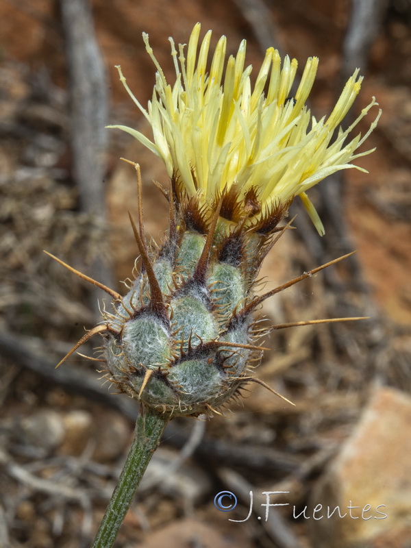 Centaurea molesworthiae.07
