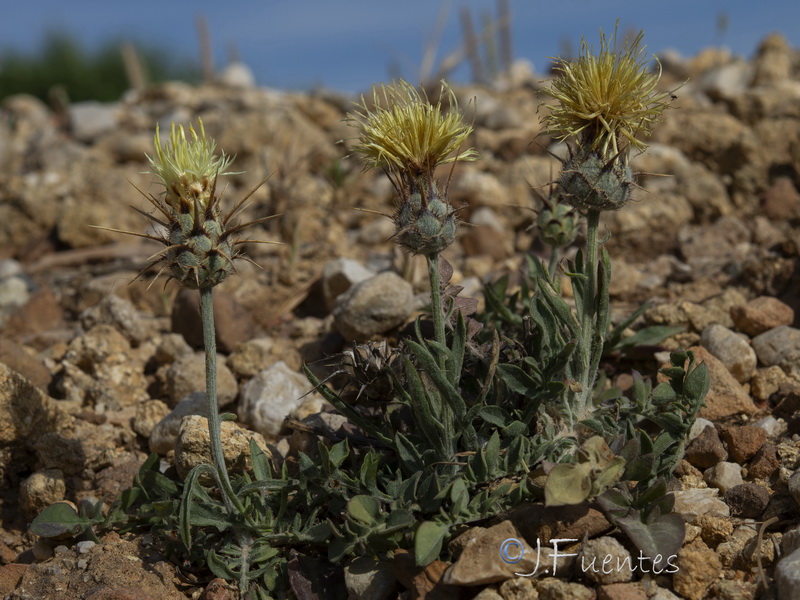 Centaurea molesworthiae.09