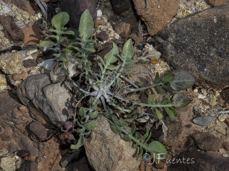 Centaurea molesworthiae.13