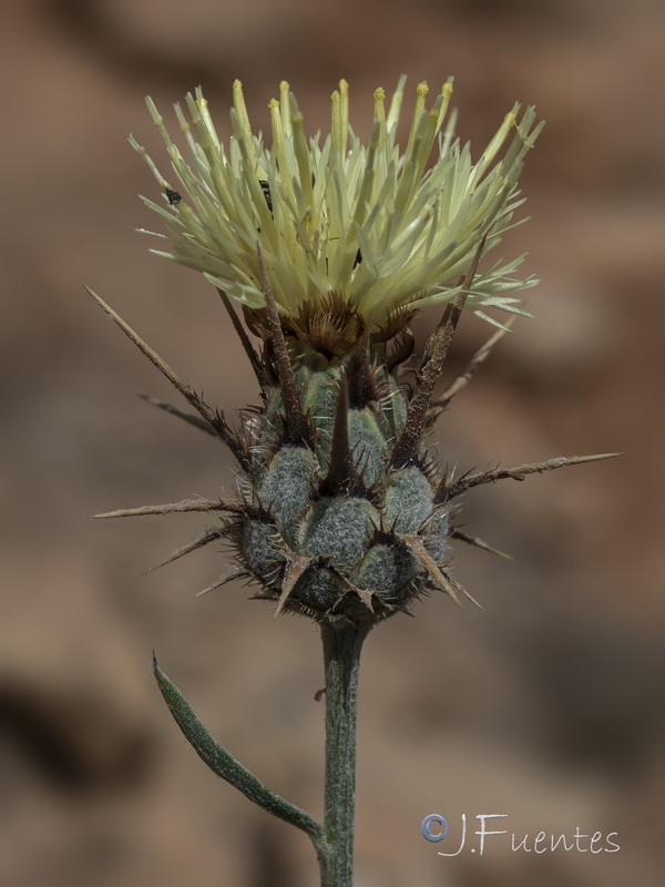 Centaurea molesworthiae.07