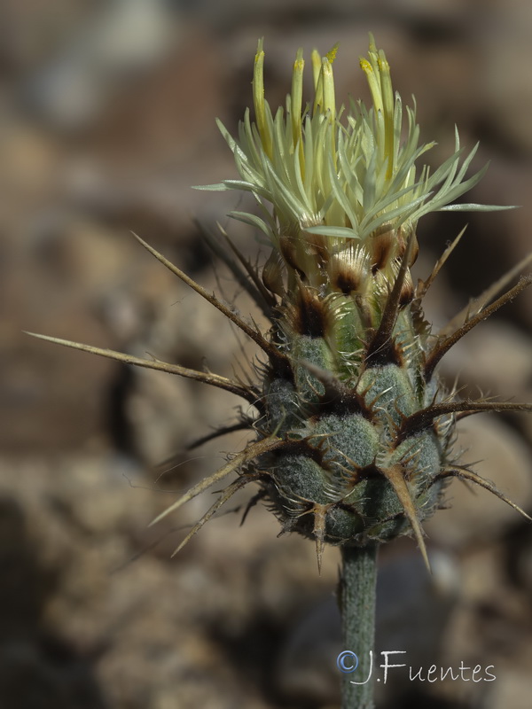 Centaurea molesworthiae.16
