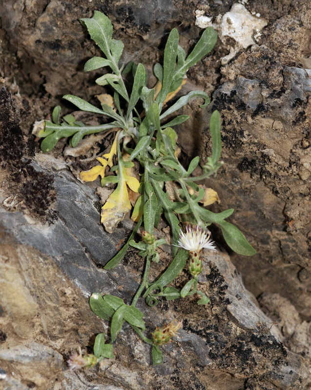 Centaurea monticola.02