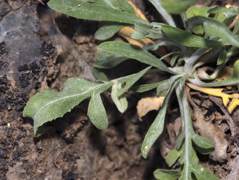 Centaurea monticola.04