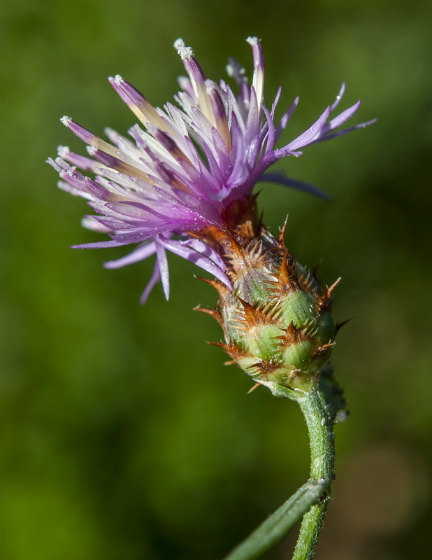 Centaurea monticola.11