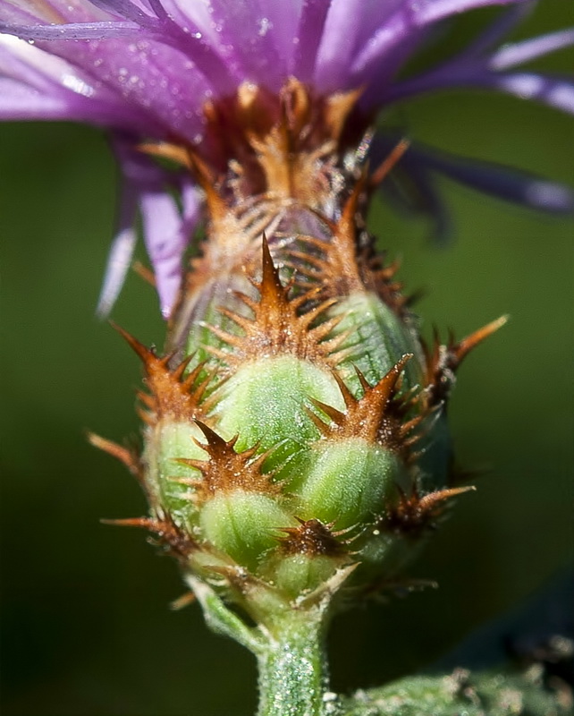 Centaurea monticola.13