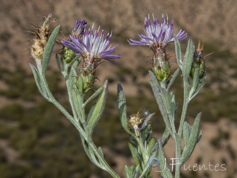 Centaurea monticola.30