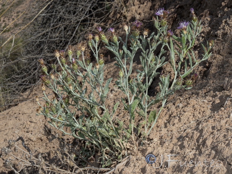 Centaurea monticola.31