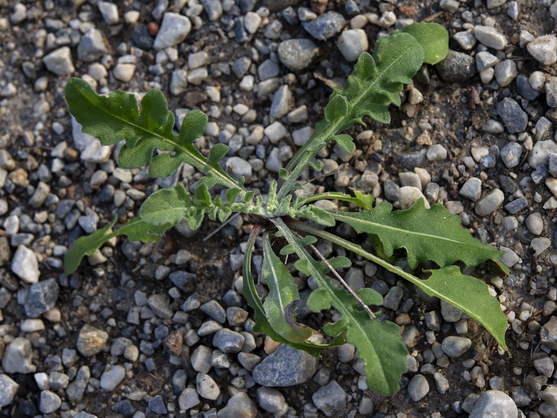 Centaurea monticola.32 3