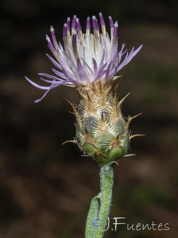 Centaurea monticola.16