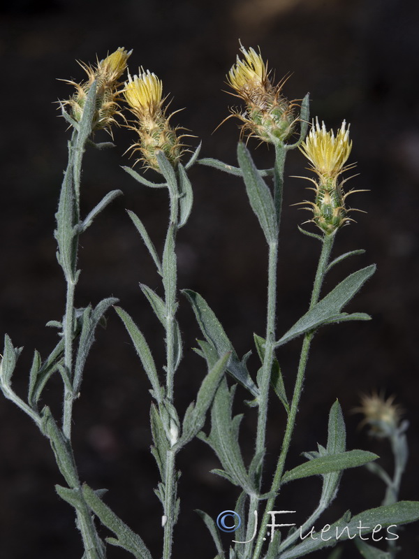 Centaurea monticola.35