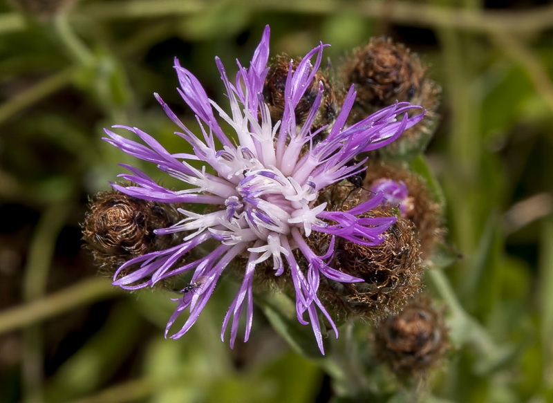 Centaurea nevadensis.13