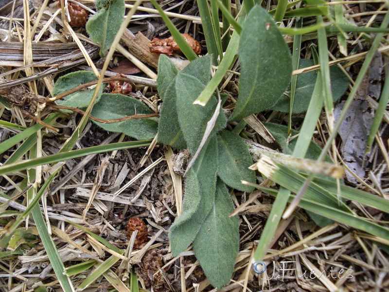 Centaurea nevadensis.34