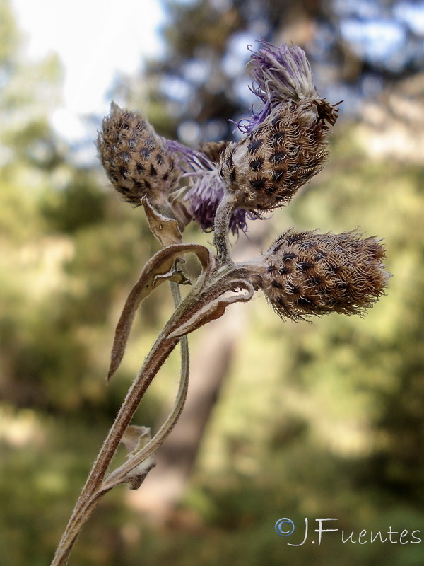 Centaurea nevadensis.36