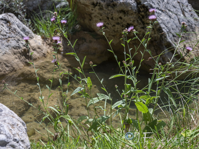 Centaurea nevadensis.24