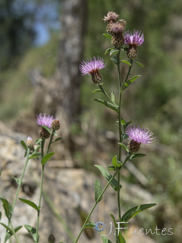 Centaurea nevadensis.41