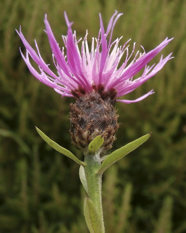 Centaurea nigra rivularis.01